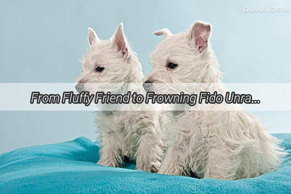 From Fluffy Friend to Frowning Fido Unraveling the Emotional Toll of Dog Grooming Haircuts